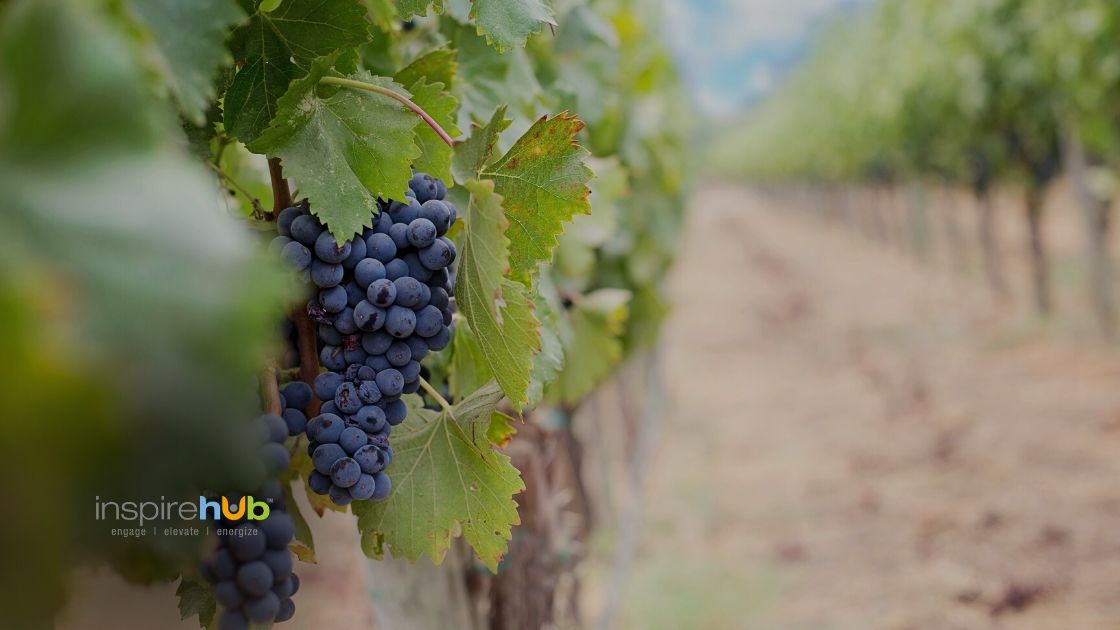 Small Winery Growth How Even the Smallest Can Compete and Be Profitable